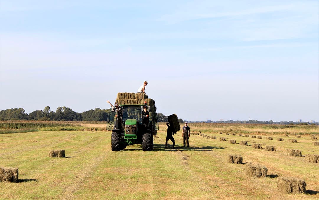 Laden van hooibalen na een natte zomer. Maar goed dat er opeens dagen van zon en hitte kwamen. Met vastberaden blikken, grote stappen werkt iedereen samen in het Drentse Eelde. - Foto: Nynke van der Goot