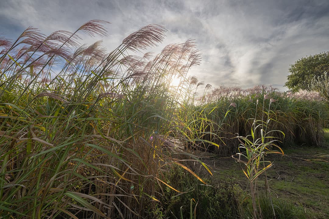 Op dit moment wordt Miscanthus giganteus oftewel mammoetgras geïntroduceerd door middel van demoprojecten die veelal door de overheid worden gesubsidieerd. In de krant wordt het al ‘wondergras’ genoemd en volgens de leverancier van het uitgangsmateriaal heeft het alleen maar positieve eigenschappen. - Foto: Peter Roek