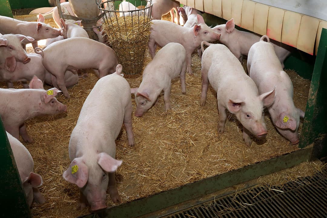 De DanBred Duroc in de opfokstal van fokbedrijf Eskegaard. Van deze eindbeer wordt veel verwacht. Qua groei, maar ook qua werkgemak. - Foto: Niels Hougaard