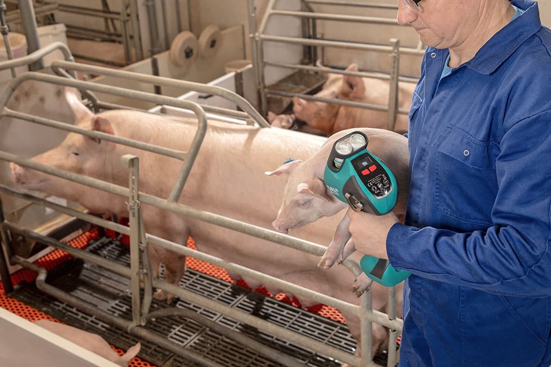 Omwille van arbeidsbesparing en beperken van het aantal prikken voor de big hebben fabrikanten combinatievaccins ontwikkeld. Ook zijn er naaldloze apparaten om een twee aparte vaccins gelijktijdig te geven. - Foto: Studio 38c
