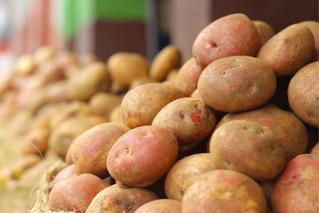 Nederland ziet een opvallende toename in de export van consumptie- en industrieaardappelen, met een totaal van bijna 69.000 ton in oktober. De vraag uit buurlanden en verder blijft hoog ondanks grotere oogsten lokaal. - Foto: Canva/Holiet