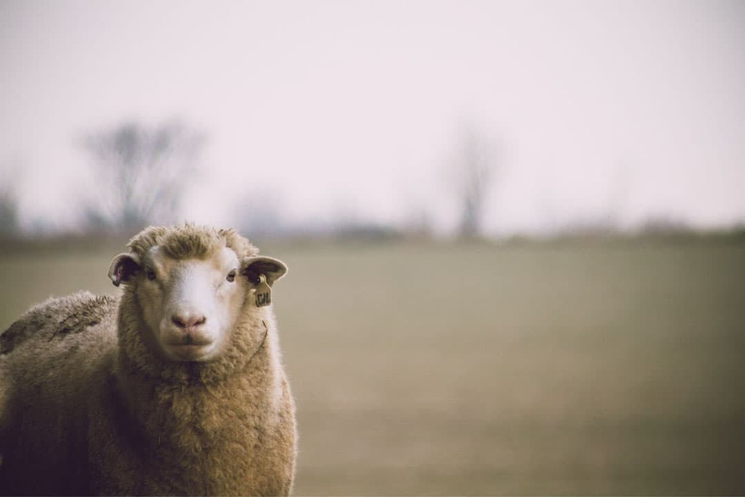 In totaal worden momenteel 600 schapen behandeld met homeopathische middelen en gevolgd in het onderzoek. - Foto: Canva