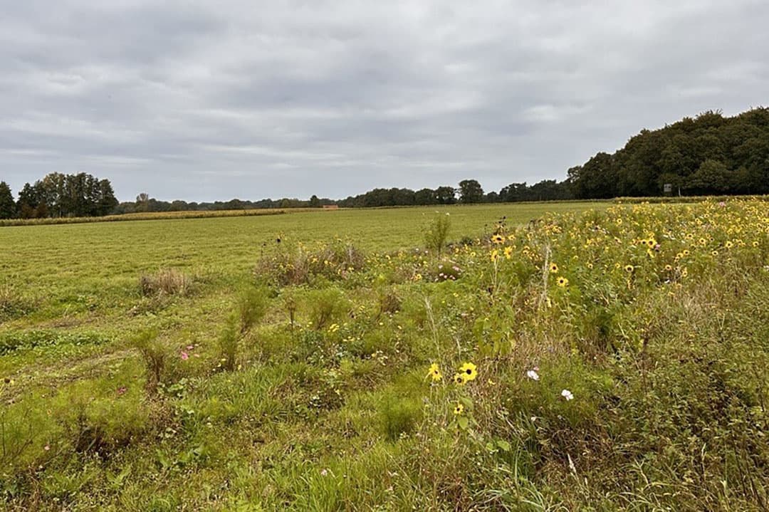Eco-regelingen onder het Gemeenschappelijk Landbouwbeleid stimuleren boeren tot duurzame praktijken, zoals het inzaaien van bloemrijke akkerranden. Deze bevorderen biodiversiteit, ondersteunen bestuivers en helpen bij bodembehoud. - Foto: Martijn ter Horst