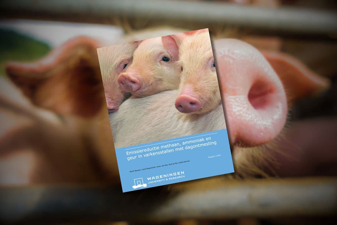 Dagontmesting houdt in dat mest dagelijks uit de stal verwijderd wordt. Naast methaanreductie heeft deze methode ook positieve effecten op de ammoniakemissie en luchtkwaliteit in de stal. - Afbeelding: Canva en cover rapport Wageningen Livestock Research, beeldbewerking