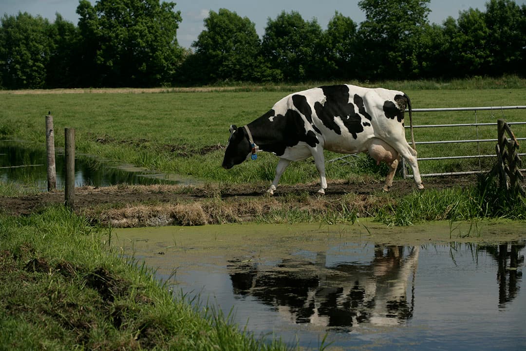 koeiensterfte Noordeinde