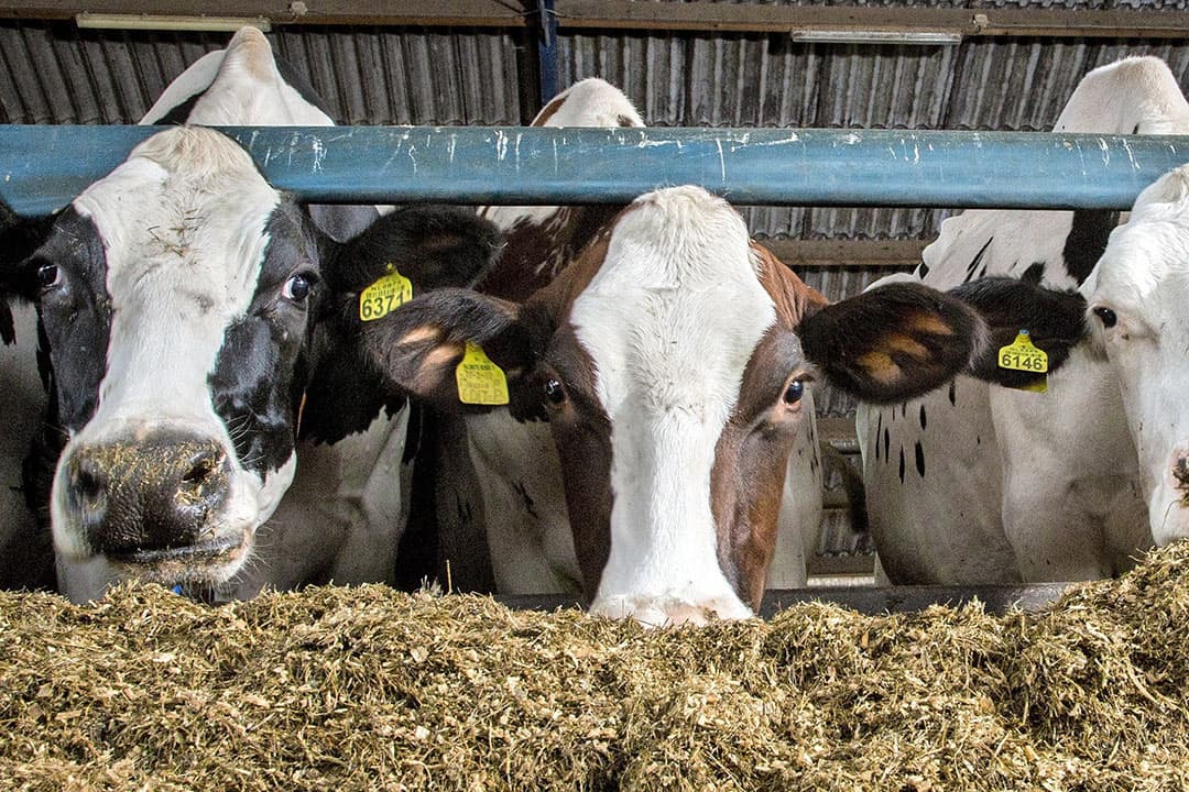 De melkprijs ligt op dit moment met 41 cent al ruim onder de huidige kostprijs. Daardoor zijn er nu al betalingsproblemen, constateert het accountantsbedrijf.  - Foto: Koos Groenewold