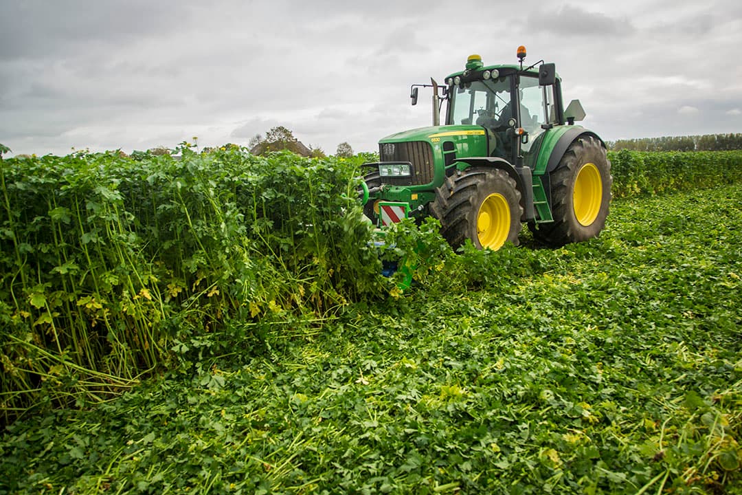 Een goed ontwikkelde groenbemester klein maken. Bemesting heeft veelal een positief effect op groene massa. Polysulphate kost rond de €20 per 100 kilo. -