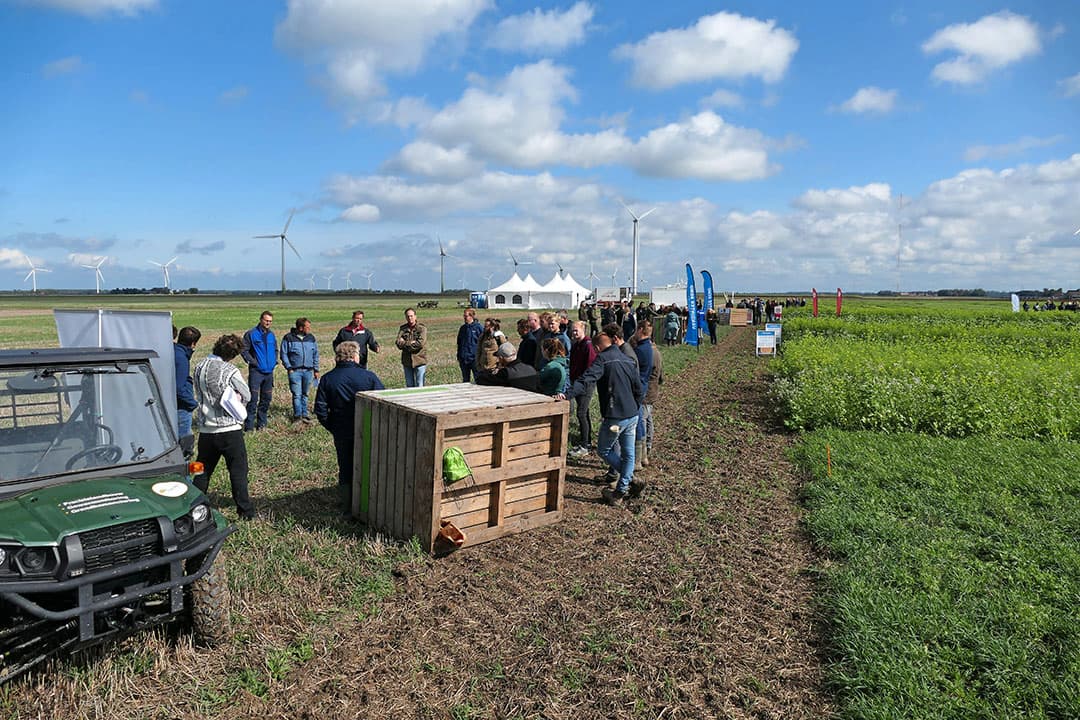 teelt van groenbemesters