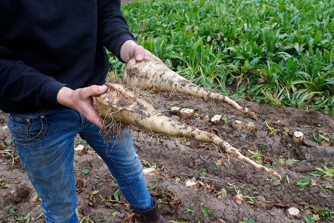 Cichoreiwortels zijn relatief dun en groeien diep. Puntbreuk leidt daarom al snel tot aanzienlijke financiële verliezen. - Foto's: Bert Jansen