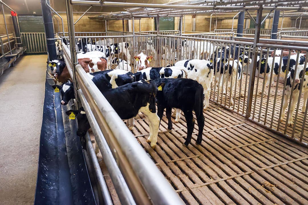 Rabobank verwacht een aanzienlijke krimp van 45-50% in de Nederlandse vleeskalverhouderij tegen 2040. - Foto: Bert Jansen