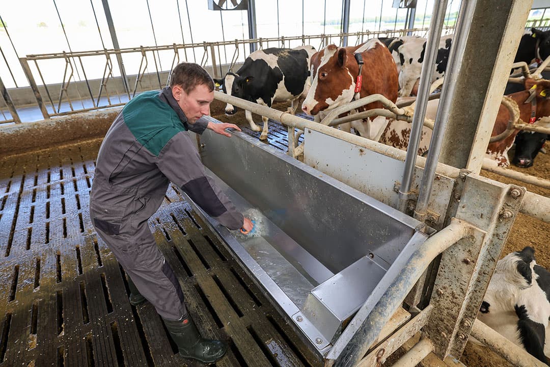 In drinkwater voor koeien - op het eindpunt van het watersysteem - is de kans op microbiële vervuiling het grootst. Maak drinkbakken daarom regelmatig goed schoon om biofilm met ziektekiemen kwijt te raken. - Foto: Bert Jansen