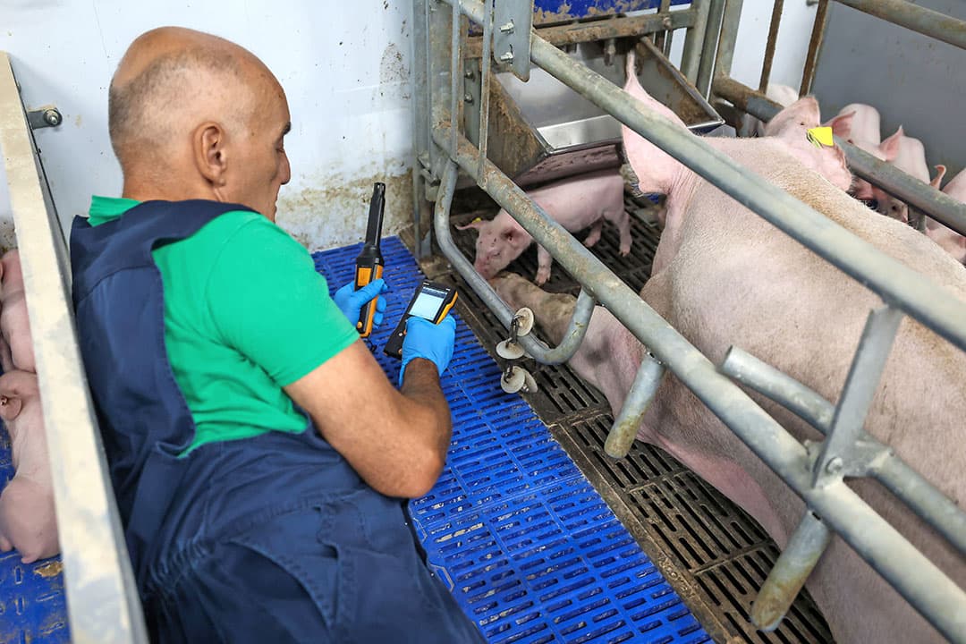 Klimaatspecialist Frans Lemans raadt varkenshouders aan eens tussen de dieren te liggen, om het klimaat op dierniveau te ervaren. “Daar kunnen de omstandigheden heel anders zijn dan op 1,80 meter hoogte.” Hier meet hij het CO2-gehalte bij de kop van de zeug. - Foto: Bert Jansen