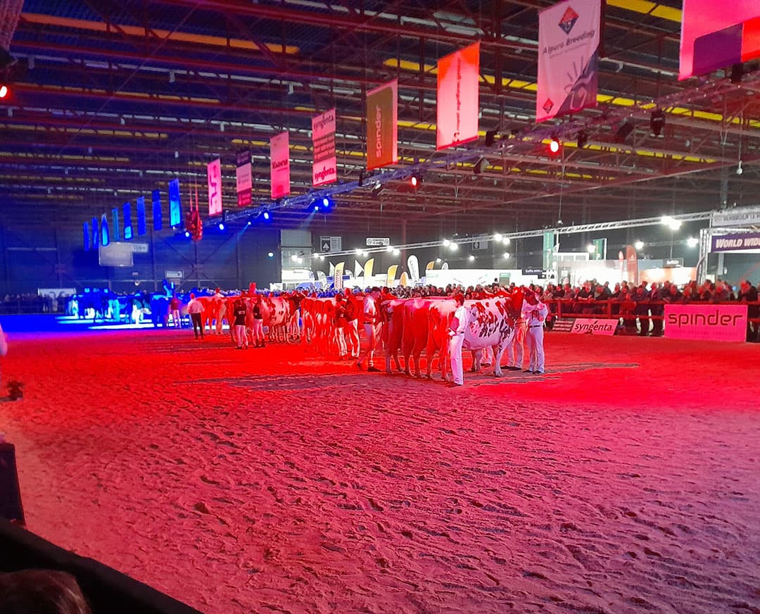 De kampioenskeuringen worden steeds in sfeervol rood (voor roodbont) en blauw licht (voor zwartbont) gehouden.