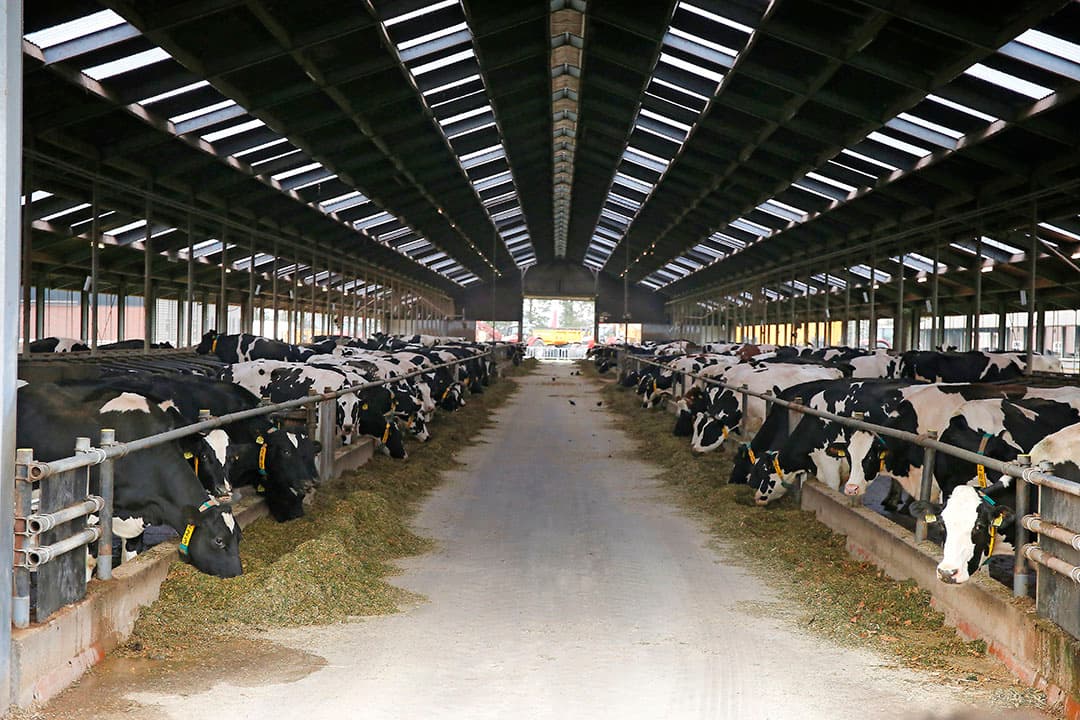 Vreba Melkvee vraagt vergunning aan voor minder vee, met lagere ammoniakuitstoot in Vredepeel (L.). - Foto: Hans Prinsen