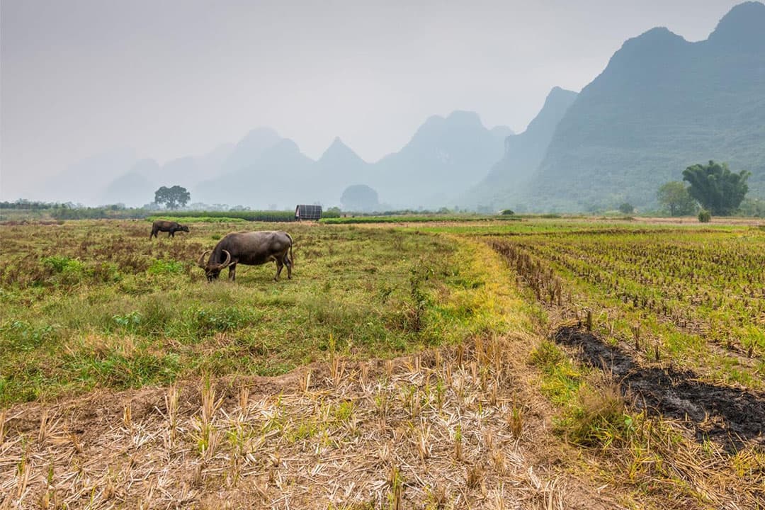 Voor het eerst staat China bovenaan de lijst. Het land is goed voor meer dan een derde van de totale landbouwsubsidies wereldwijd. Foto: Canva
