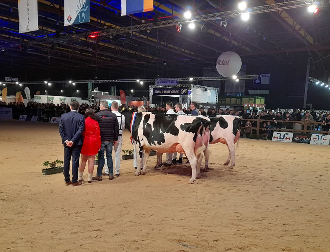 De best geuierde Heerenbrink Angelina van ALH Genetics en maatschap Steegink uit Okkenbroek (Ov.) bleek de allerbeste in het zwartbonte veld en werd kampioen midden en algemeen kampioen zwartbont. En dat was voor de tweede keer op rij na de winst in 2022.