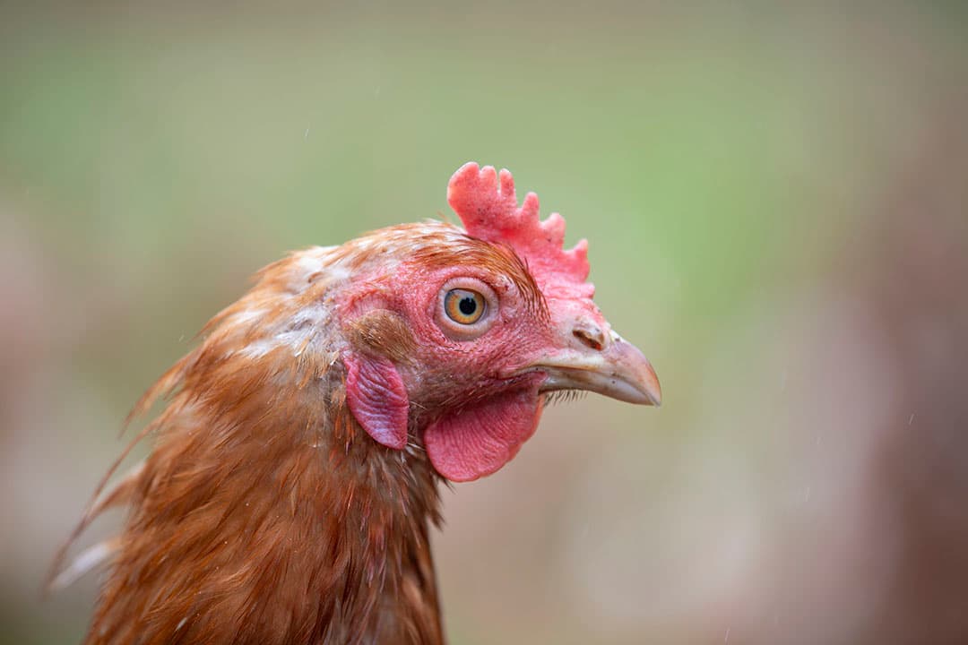 Door de uitbraak van vogelgriep in Renswoude (U.), afgelopen weekend, worden 235 pluimveebedrijven getroffen door een vervoersverbod. - Foto: Mark Pasveer