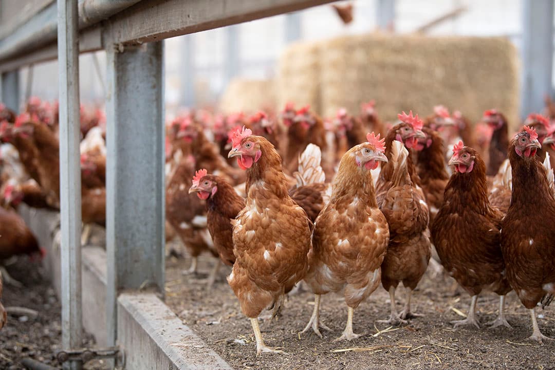 Opnieuw is een landelijke ophokplicht ingesteld. - Foto: Mark Pasveer