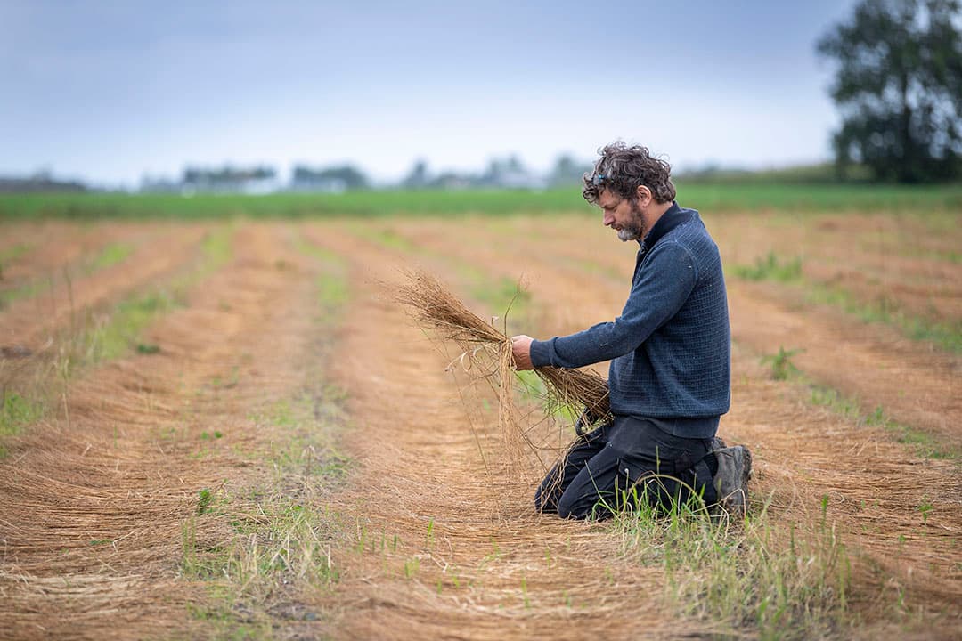 Biodynamisch akkerbouwer Pyt Sipma teelt vlas. De vlasteelt in Nederland groeit.  - Foto: Mark Pasveer