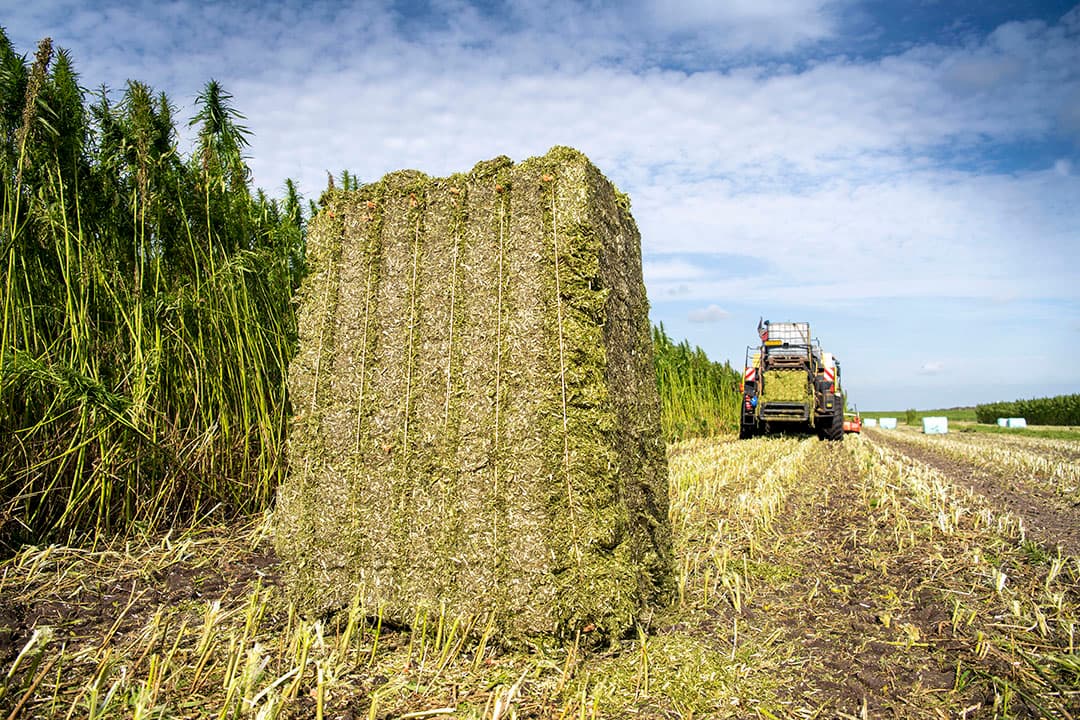 Oogst van vezelhennep. Vezelhennep en olifantsgras zijn nieuwe biobased bondgenoten in de bouw. - Foto: Mark Pasveer