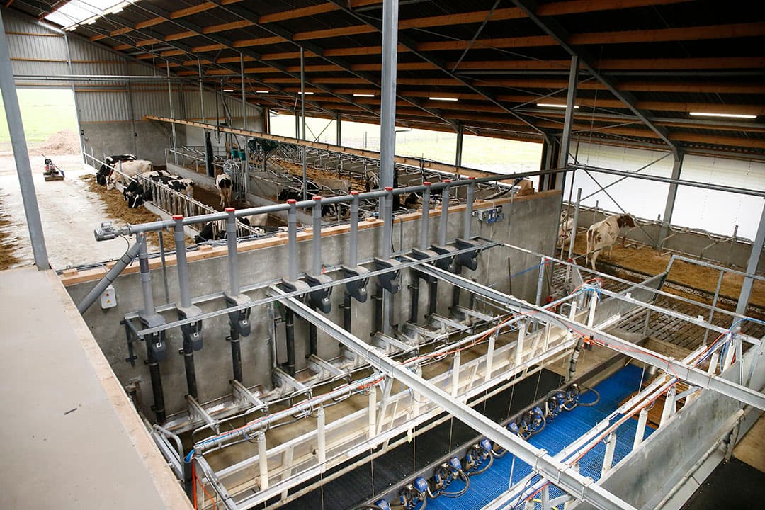 Ondanks het open karakter van de moderne ligboxenstal is het raadzaam om op sterk bewolkte dagen ook overdag de verlichting aan te laten. - Foto: Hans Prinsen