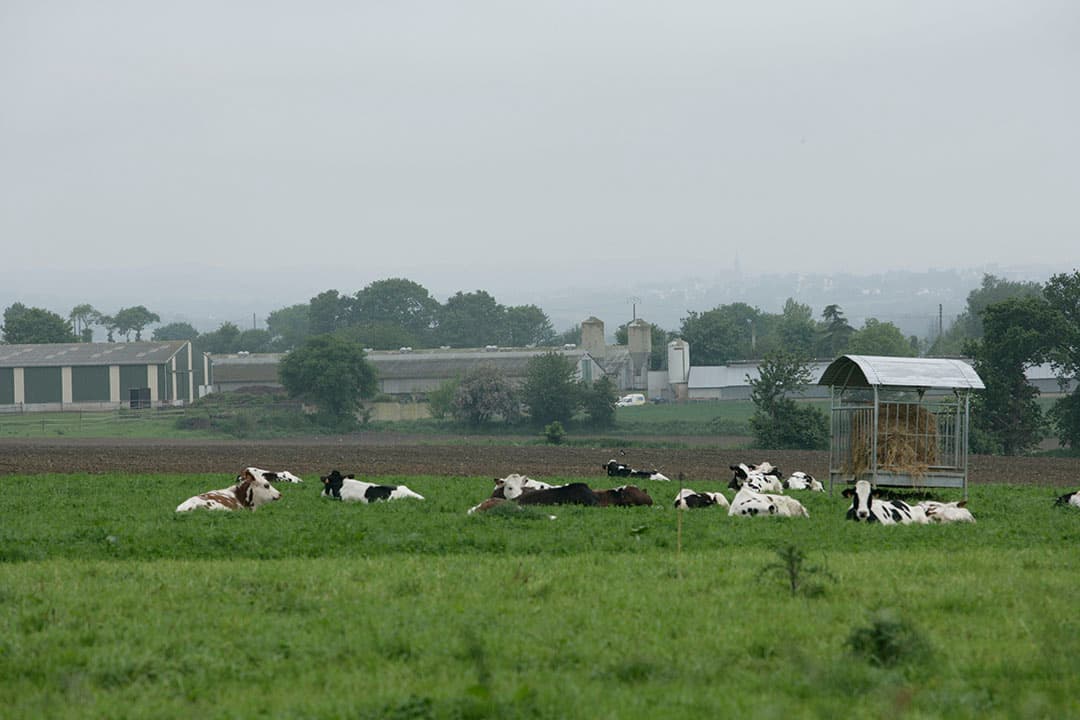 daling franse melkproductie