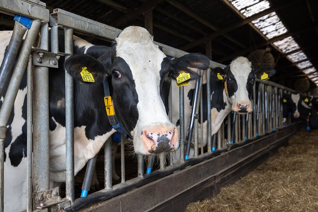 Het project Koeien & Kansen toetst, evalueert en verbetert de effectiviteit en uitvoerbaarheid van wet- en regelgeving in de praktijk. - Foto: Peter Roek