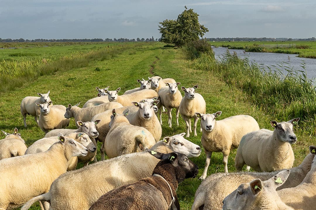 De impact van de blauwtongbesmettingen op de schapensector is enorm, zegt de NSFO. - Foto: Peter Roek