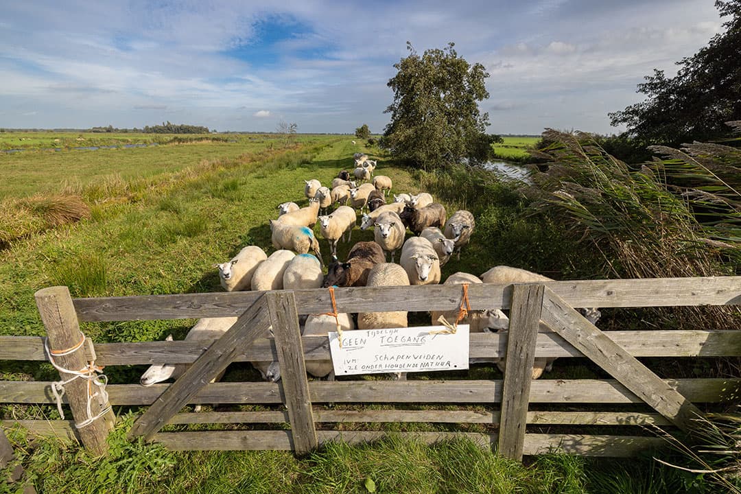 blauwtong virusuitbraak