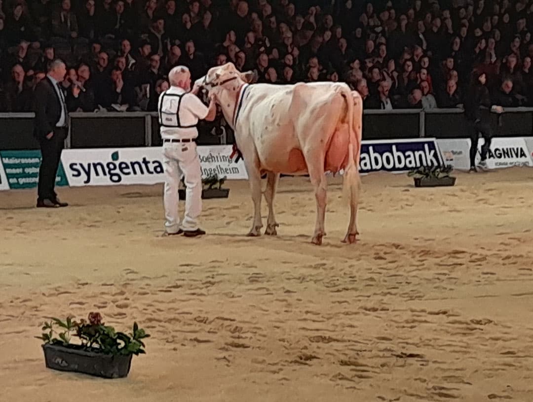 Bij de vaarzen roodbont mocht Noorder Splash P Vic van familie Schoonhoven uit Noordeinde (Gld.) het kampioenslint omhangen.