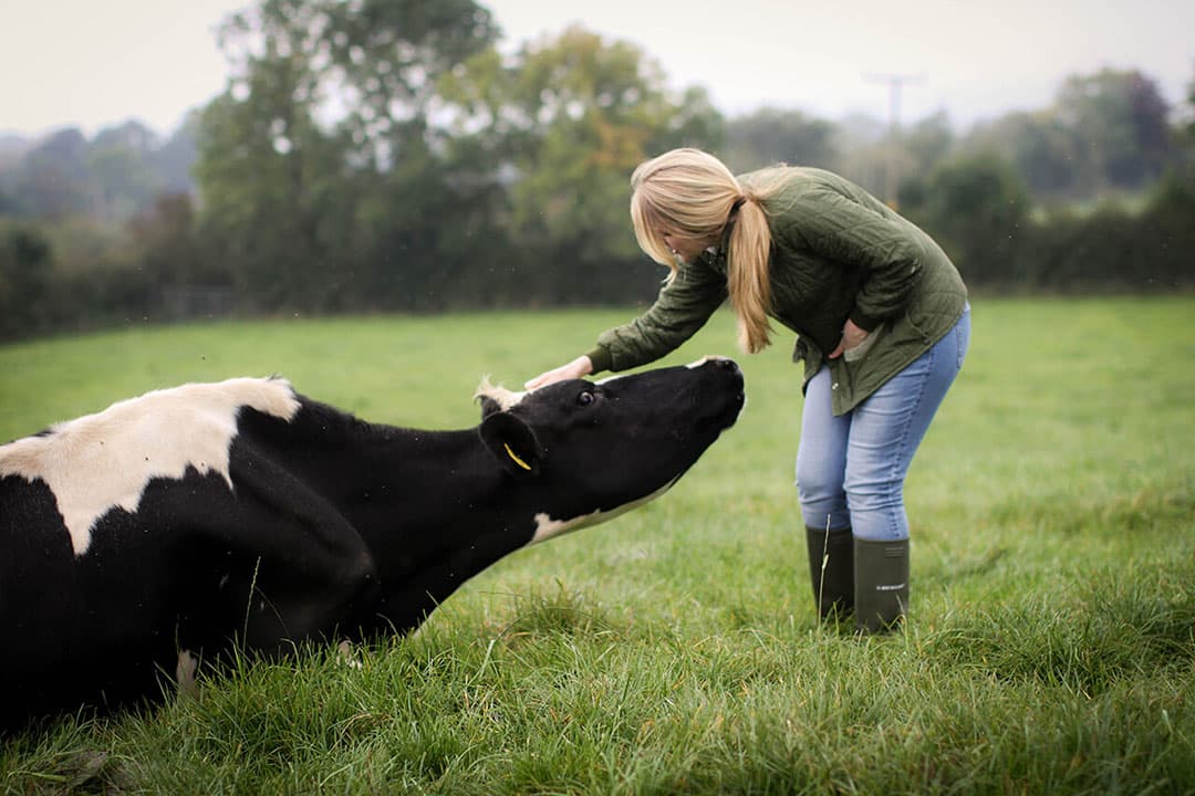 voorkomen en behandelen mastitis