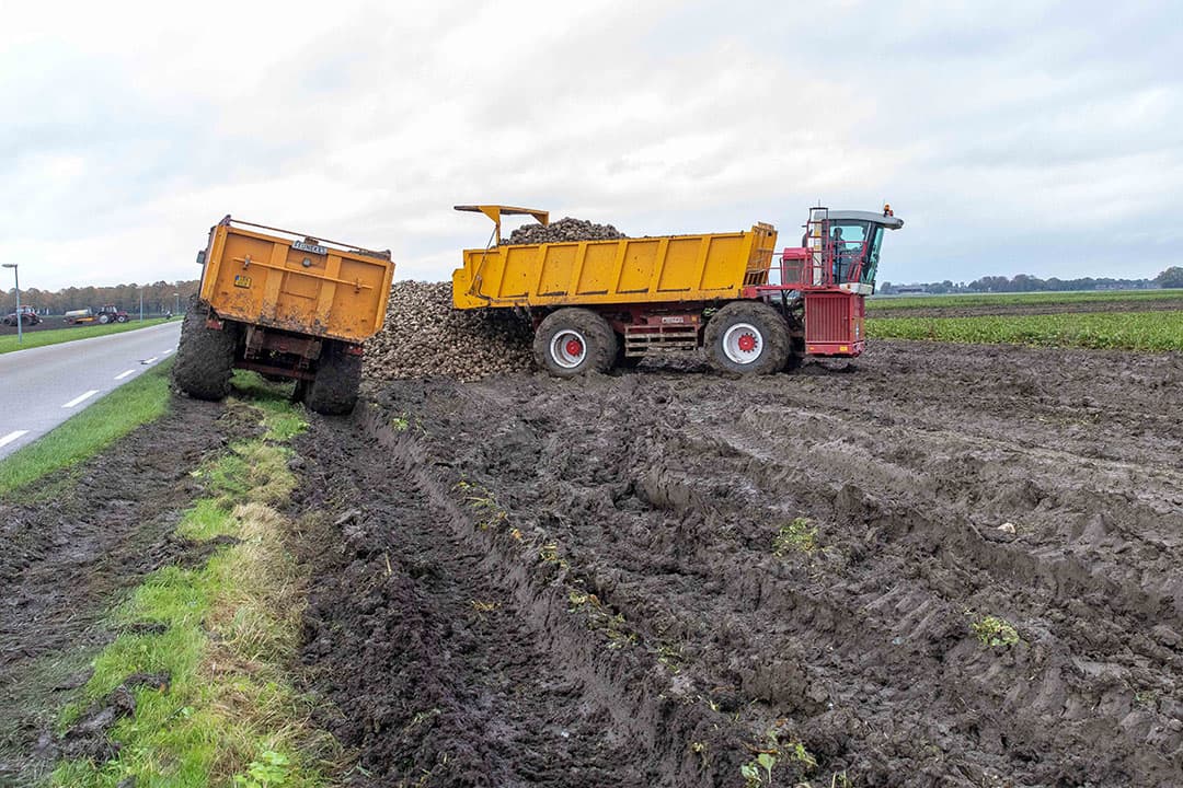 Suikerbieten zijn gerooid in het Groningse Blijham. De kippers konden door de natte grond maar moeizaam bij de bult komen. - Foto: Koos van der Spek