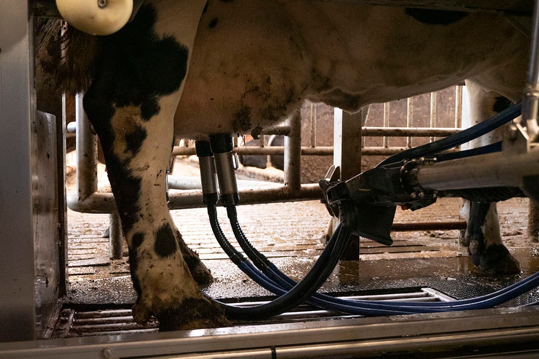 Vreugdenhil verhoogt de melkprijs in november. De onderneming volgt daarmee andere zuivelverwerkers die ook een hogere melkprijs in die maand uitbetalen. - Foto: Galama Media