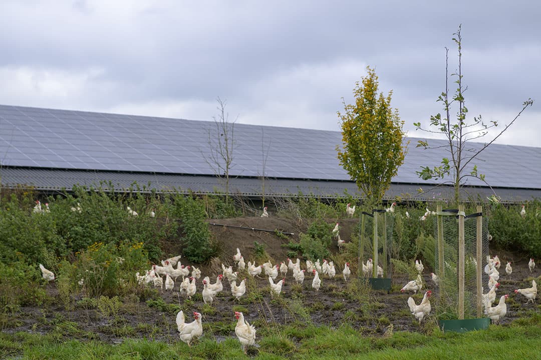 Nieuwe variant vogelgriepvirus