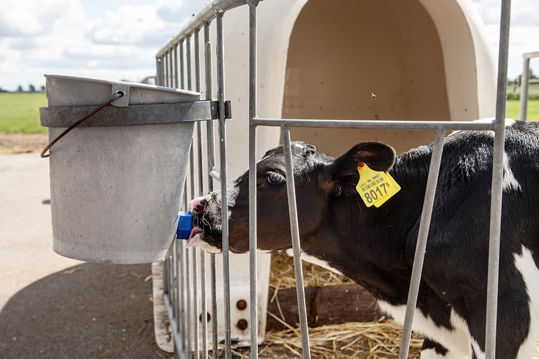 Door het voeren van transitiemelk neemt het darmoppervlak toe en verbetert de algehele gezondheid van het kalf. - Foto: Herbert Wiggerman