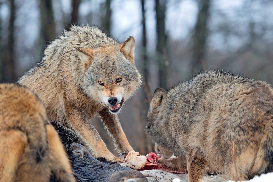 Wolven met prooi. De Europese Federatie voor Jacht- en Natuurbehoud vraagt de Europese Commissie in een brief de regels rond het afschieten van wolven, en andere dieren, te versoepelen. - Foto: Canva/RonaldWJansen