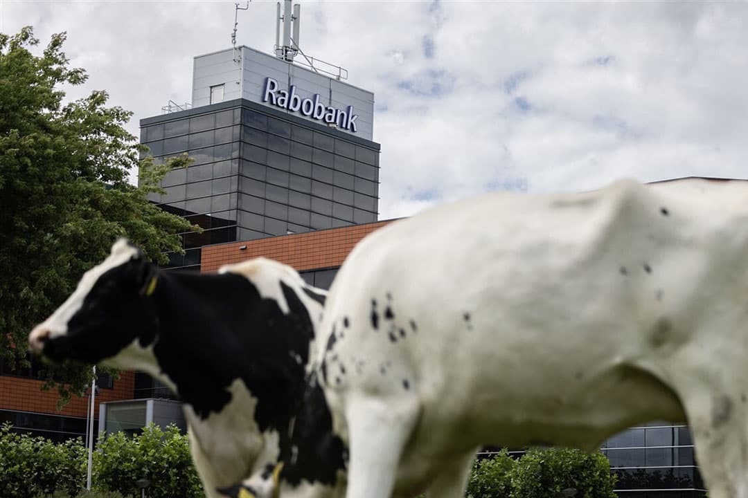 Boeren die investeerden in nieuwe stallen na afschaffing van melkquotering, kampen met hogere kosten en minder vee door nieuwe fosfaatrechten, en houden Rabobank hiervoor aansprakelijk. - Foto: ANP