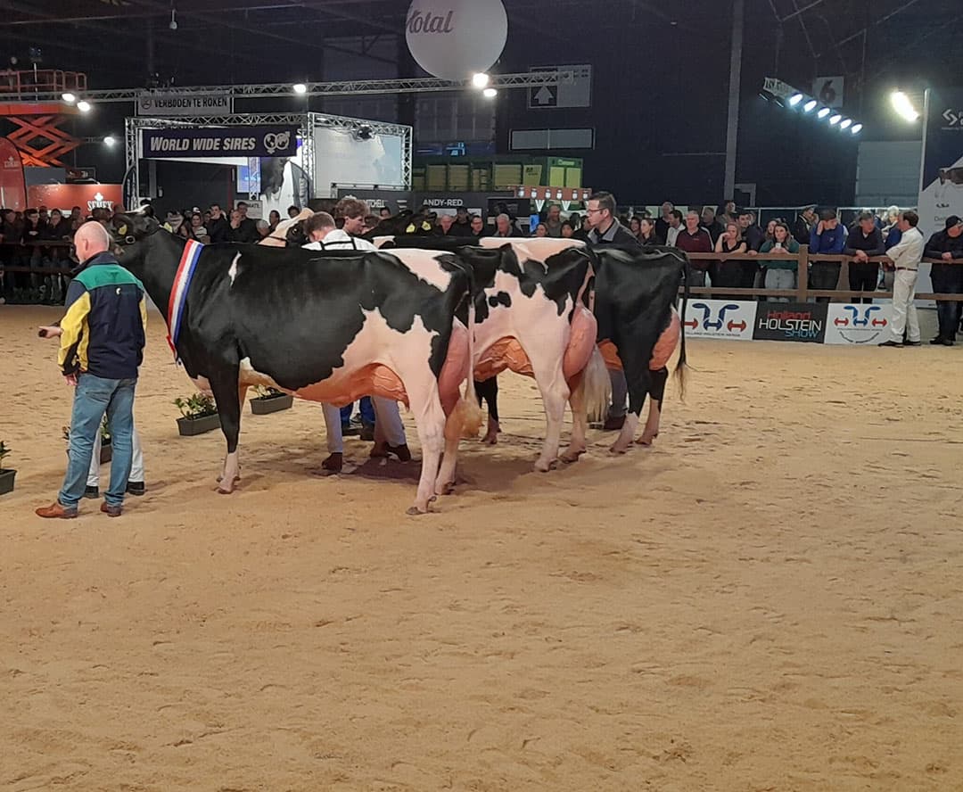 De rubrieksgroep zwartbont oud met Topcross Janice 1 van maatschap Jacobi uit Garijp (Fr.) op kop.