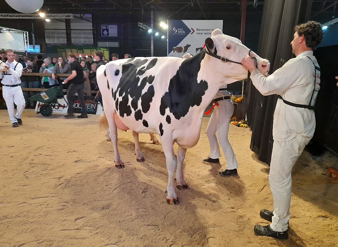 Zwaantje 103, de vijfde kalfskoe van familie Van der Ploeg uit Wergea (Fr.) heeft al ruim 77.000 kilo melk gegeven en laat nauwelijks slijtage zien.  Zo wint ze de productieklasse zwartbont.
