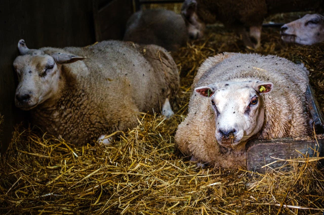 Schapen besmet met blauwtong. - Foto: ANP