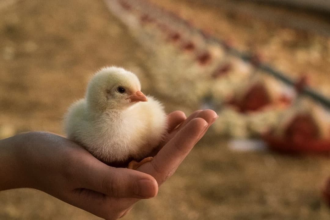 coccidiose preventief aanpakken