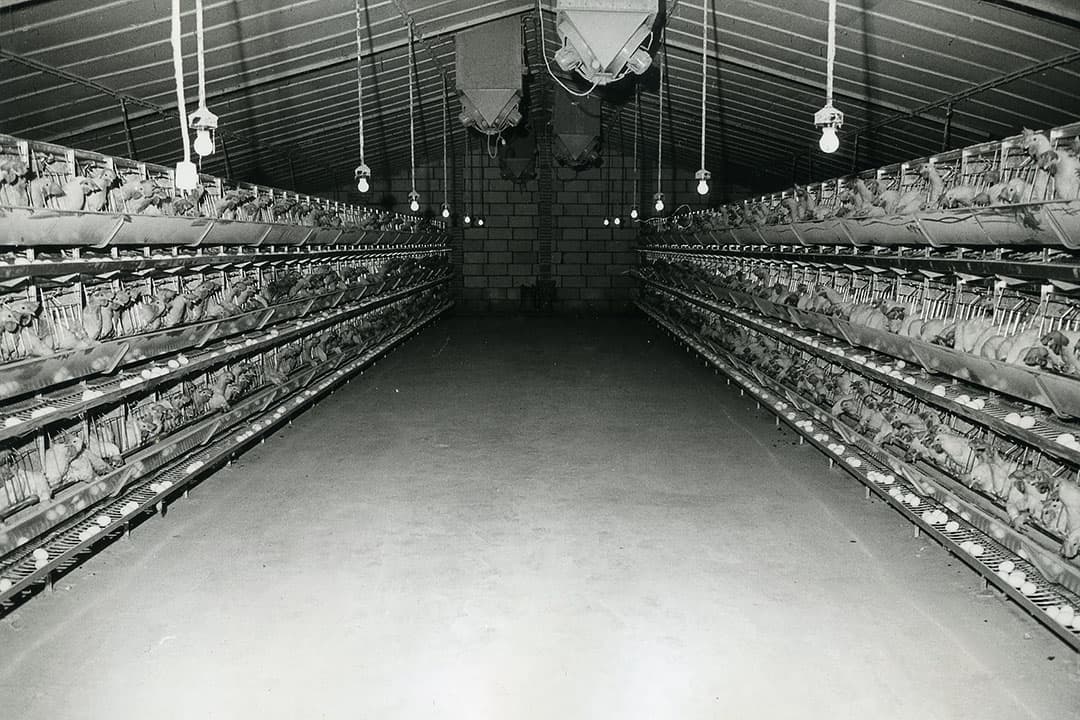 Op deze foto is te zien dat de eieren weliswaar allemaal in een gootje voor de kooien rollen, maar dat het rapen nog met de hand moest gebeuren. Ook het voeren was nog handwerk. Toen al dit soort zaken gemechaniseerd werden en de handelsbeperkingen verdwenen, werd de batterij pas echt populair. Uiteindelijk zou 90 procent van de leghennen in een batterijsysteem gehuisvest worden. Tot het in 2012 verboden werd. - Foto: Misset