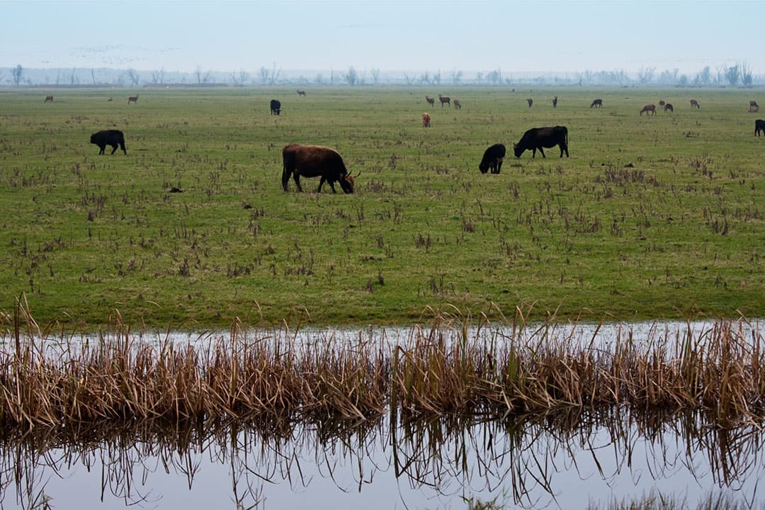 De onderzoekers zeggen dat de keuzes het landbouwsysteem, het natuurbeleid en de leefomgeving bepalen. - Foto: Canva