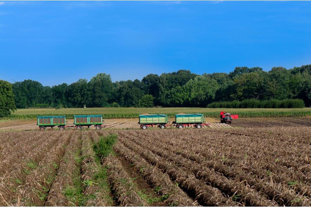 Frankrijk recordopbrengst aardappelen