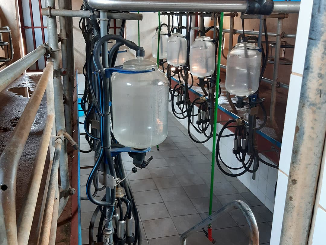 Als je 35 melkgevende koeien hebt dan is een melkstal handig en praktisch. Ook de melkstallen komen tweedehands uit Nederland, samen met kennis over bouw en inrichting daarvan.