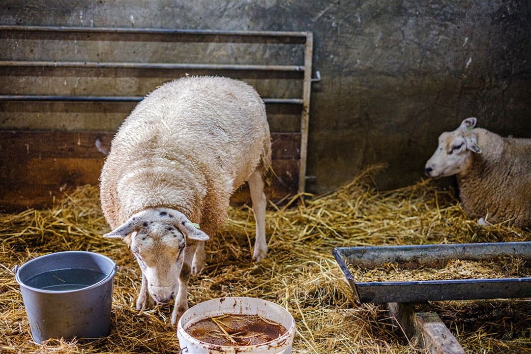 Het blauwtongvirus rukt nu ook hard op in Noord-Nederland. - Foto: ANP
