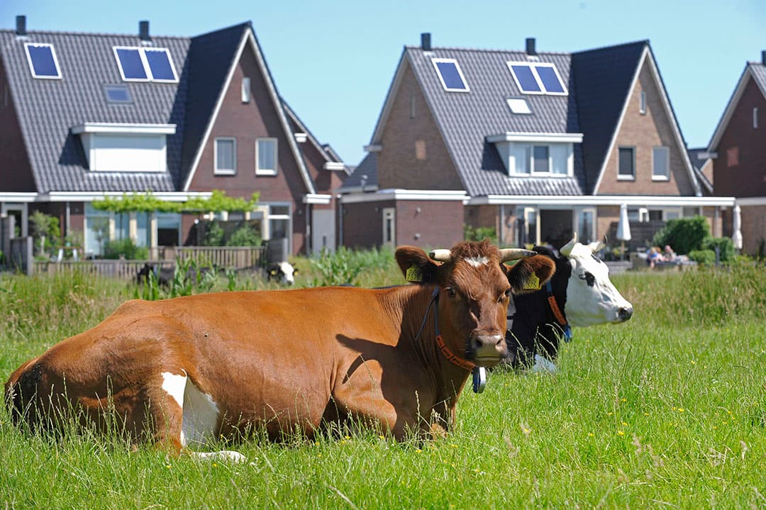 Minister Hugo de Jonge wekt de indruk dat het landbouwareaal best kan krimpen. “We hebben heel veel gras. We hebben meer ruimte voor koeien in Nederland dan ruimte voor mensen.” – Foto: Fotopersbureau Dijkstra