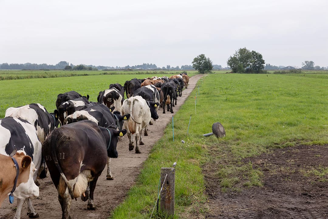 gezondheidsmonitoring koeien