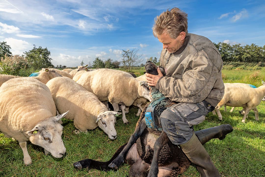 Schapen controleren op blauwtong. Schapenhouders vragen de overheid om steun. - Foto: Peter Roek