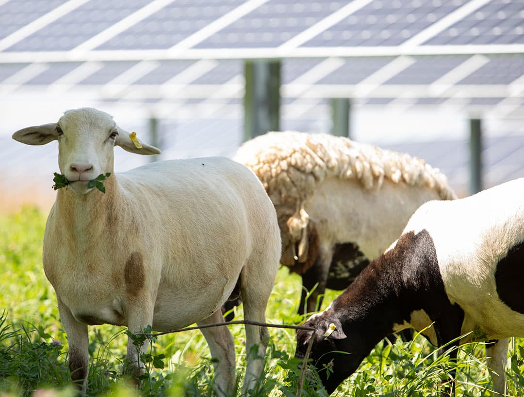 Zonneweides kunnen een plek krijgen tussen grazende koeien of schapen.